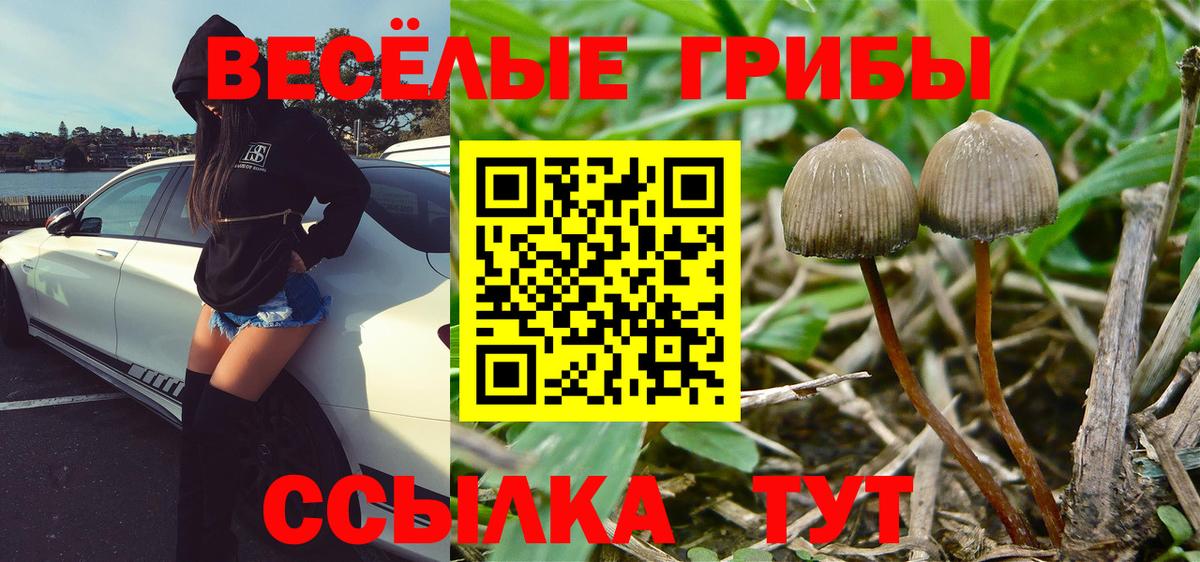 Курчатов  цена наркотик  Псилоцибиновые грибы Psilocybe  Вход с VPN  Галлюциногенные грибы MAGIC MUSHROOMS 